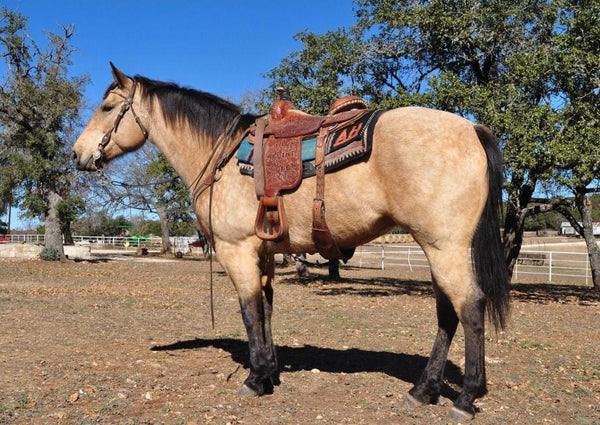 How to Saddle a Horse Using a Western Saddle | Horse Tack Online, LLC