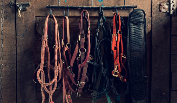 What Horse Tack Do I Need To Get Started Riding | Horse Tack Online, LLC